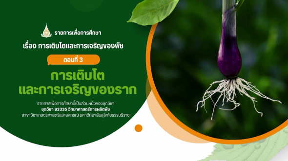 93335 รายการที่ 4 ตอนที่ 3 การเติบโตและการเจริญของราก