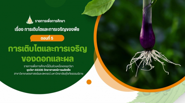 93335 รายการที่ 4 ตอนที่ 5 การเติบโตและการเจริญของดอกและผล