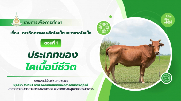 93461  รายการที่ 6 ตอนที่ 1 ประเภทของโคเนื้อมีชีวิต