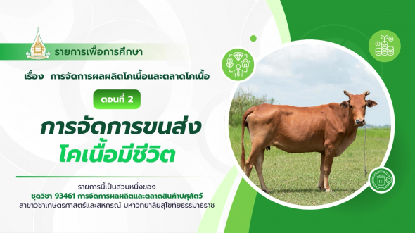 93461  รายการที่ 6 ตอนที่ 2 การจัดการขนส่งโคเนื้อมีชีวิต